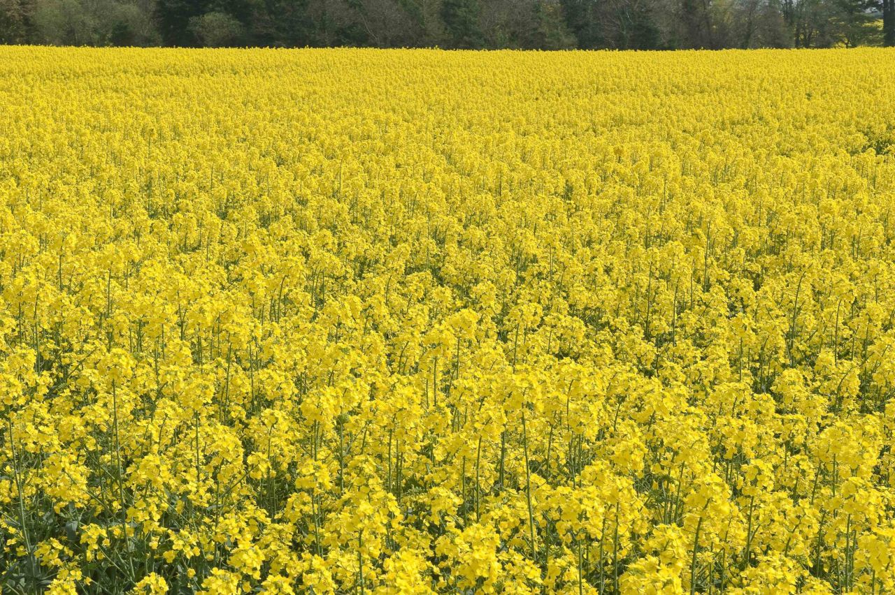 Report says GM crops benefit smaller farms most around the world