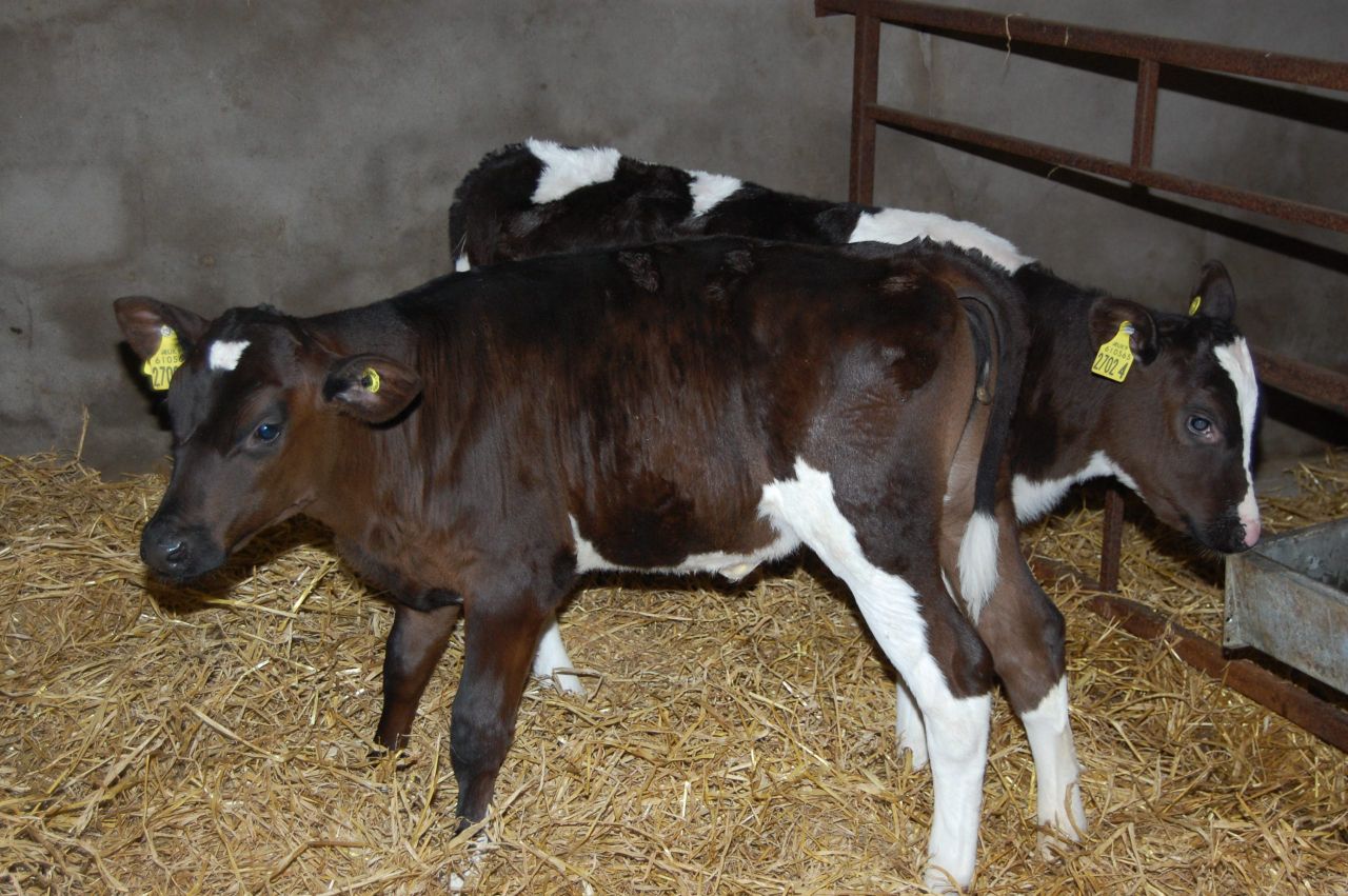 Rehydration important for scouring calves - AHI