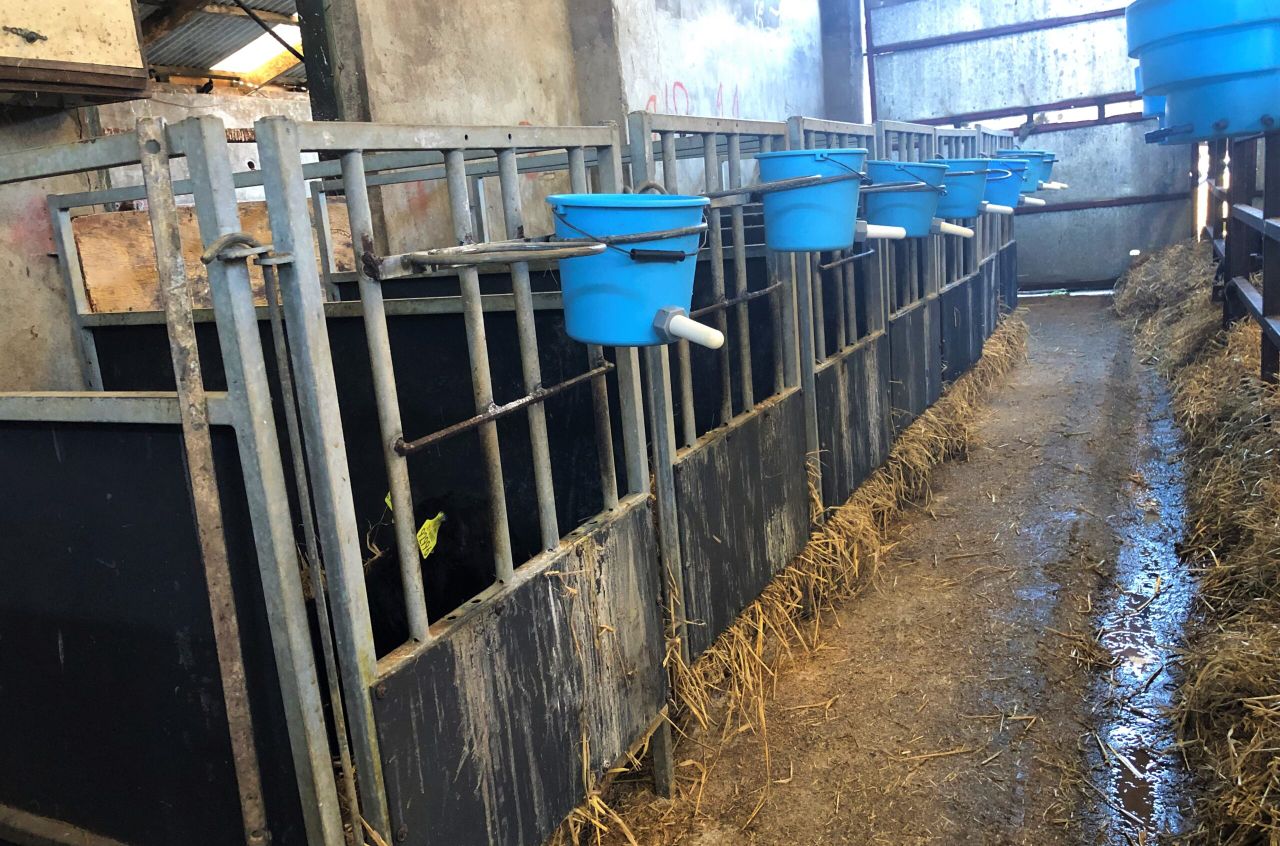 The key aspects of a good calf shed