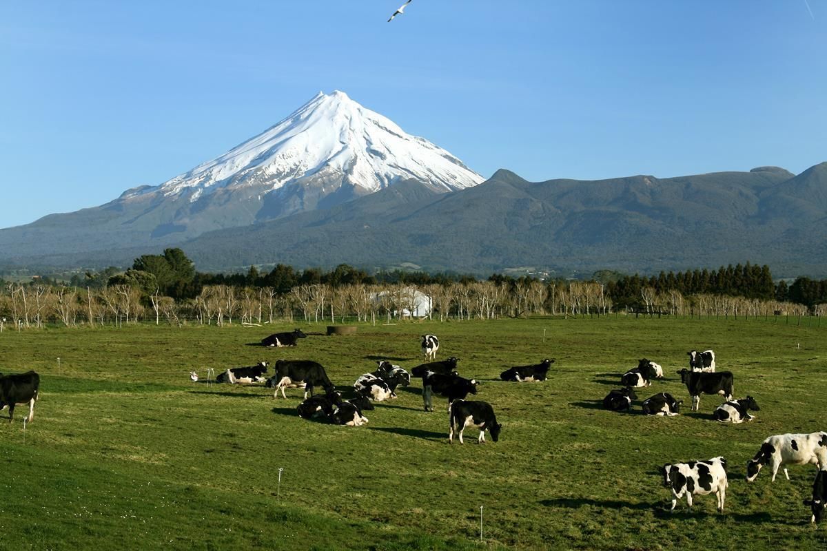 500 in-calf dairy cows stolen in mass cattle theft in New Zealand