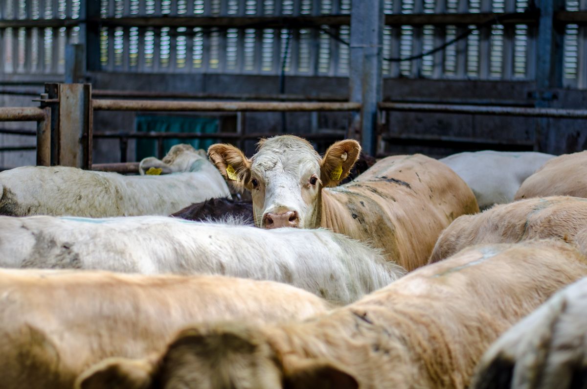 UFU slams ‘persistent’ NI and GB beef price differences