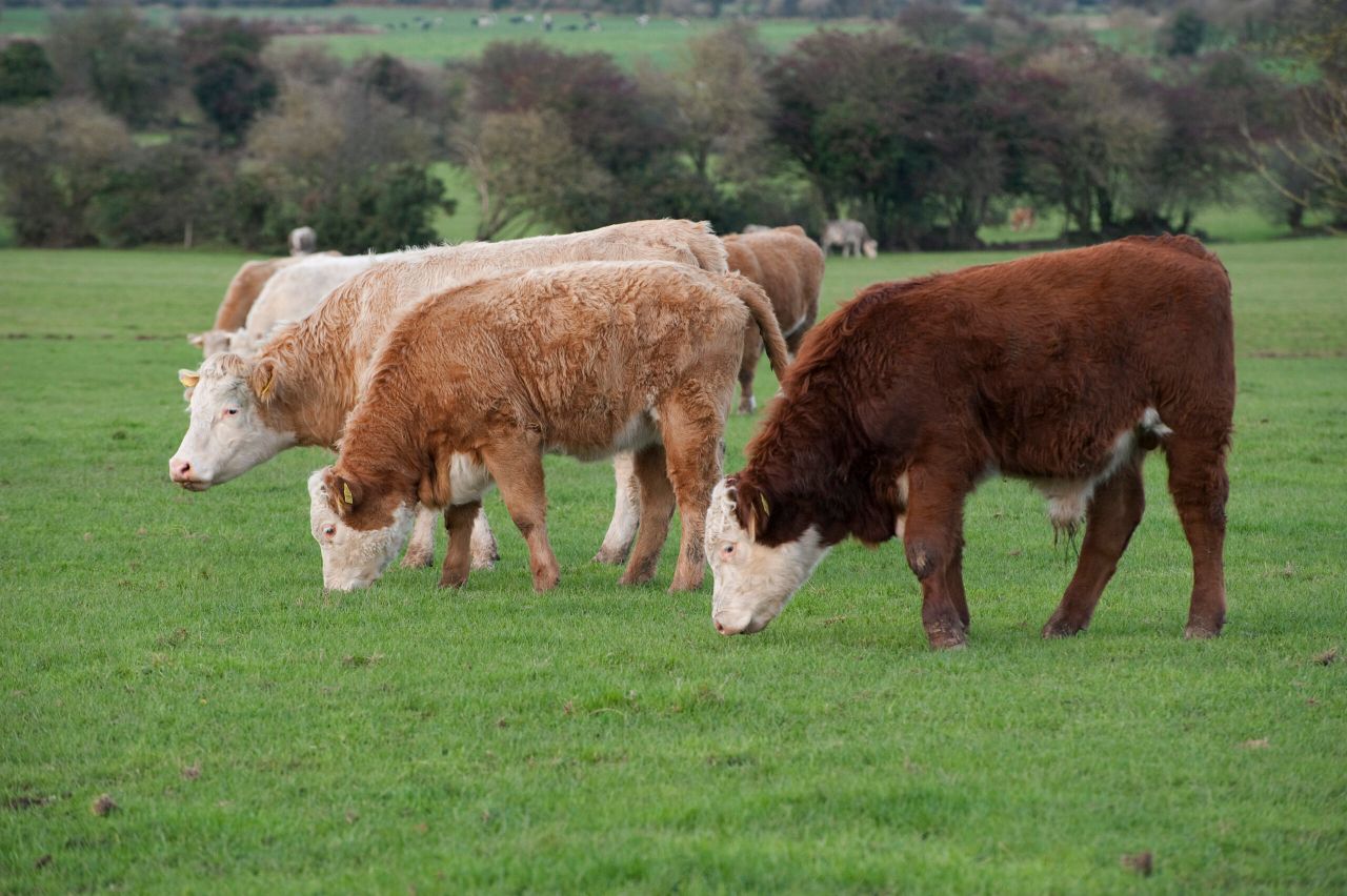 Bayer cuts 12,000 staff as it exits animal health business