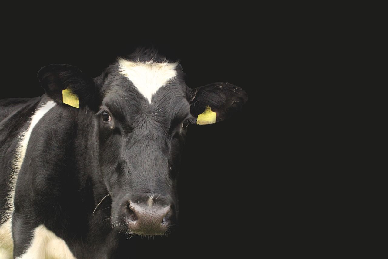 RH&W and FUW urge vigilance after Kent bluetongue case