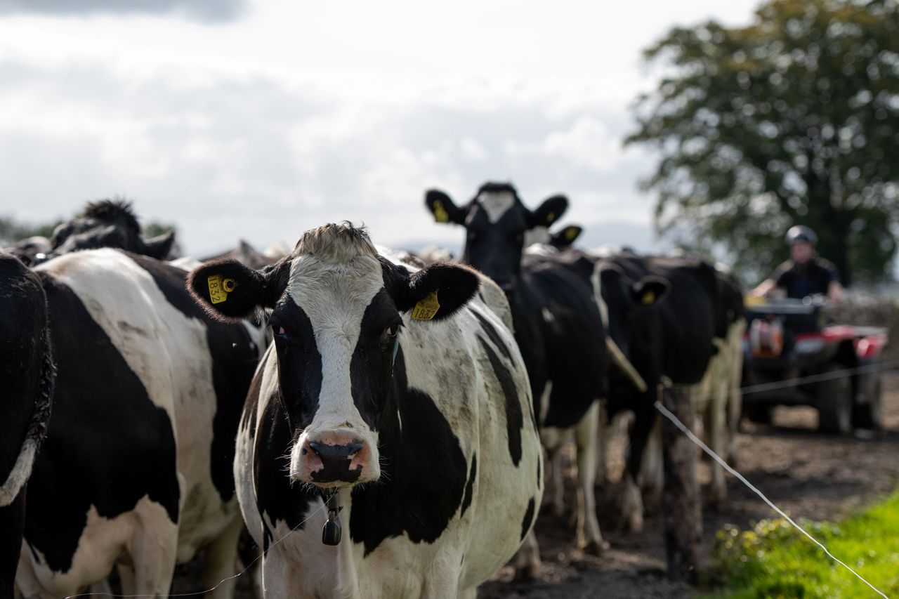 DSM announces partnership to assessment carbon footprint of food