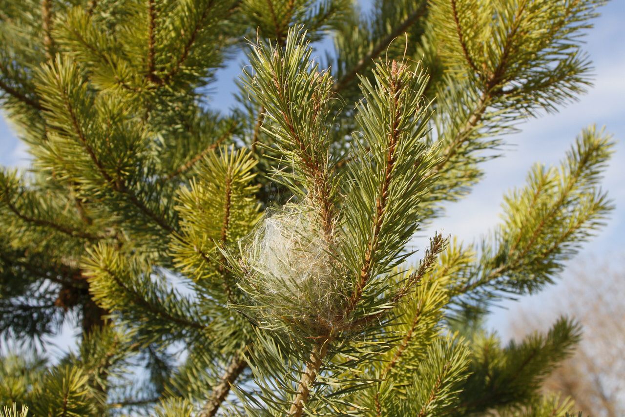 Emergency legislation introduced on imports of pine and cedar trees