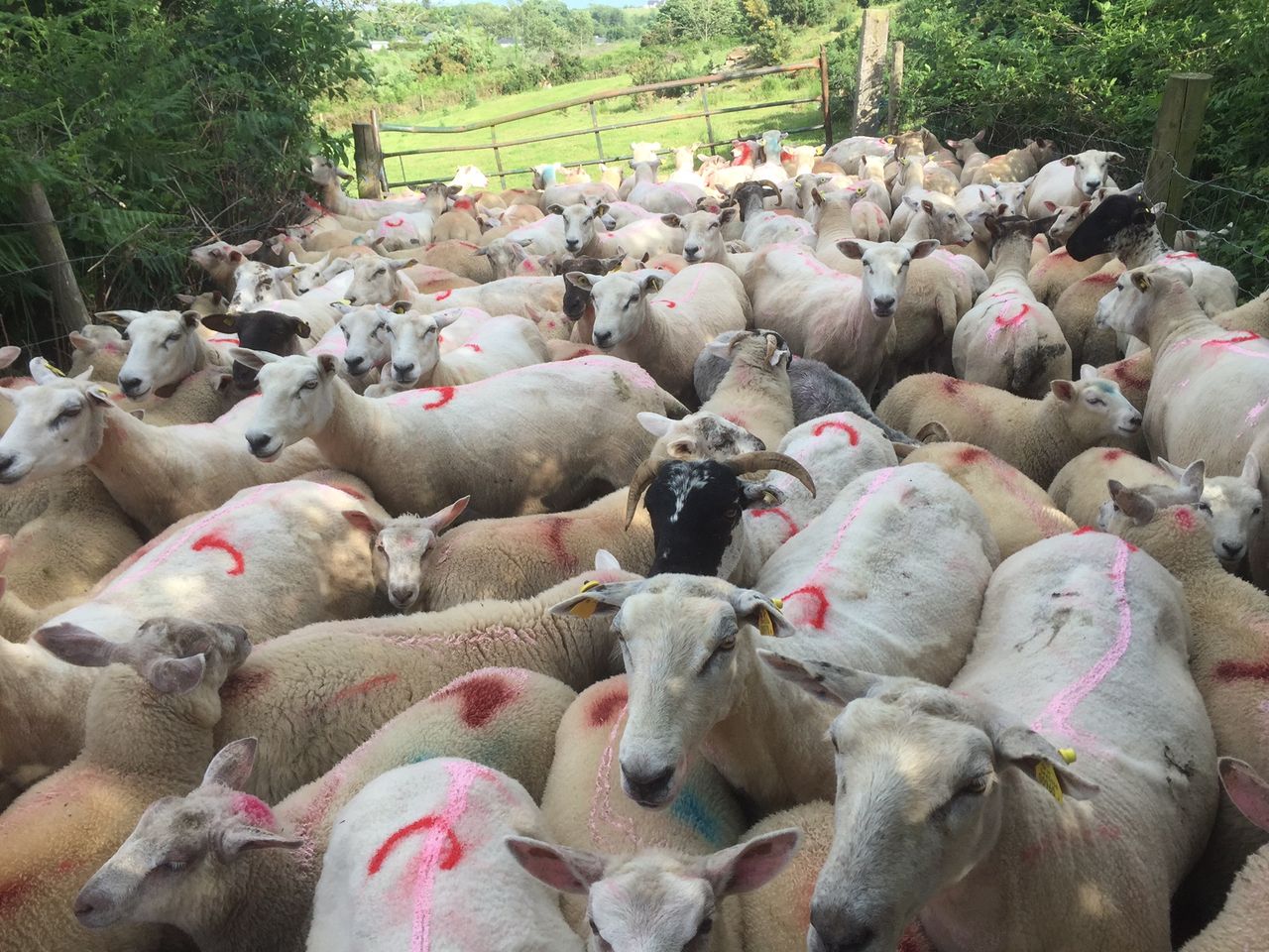 Farm census: 1,000 more farm jobs than 2016 and sheep make a comeback