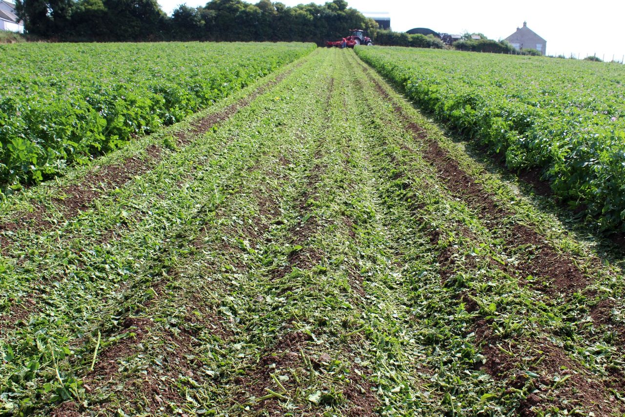 Desiccating potato crops: What are the options in 2021?