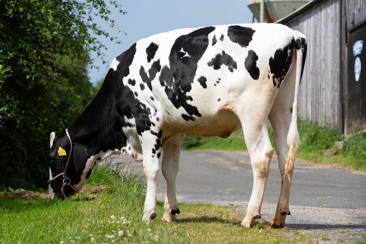 10,000gns at HighHopes-Halcyon Dispersal Sale