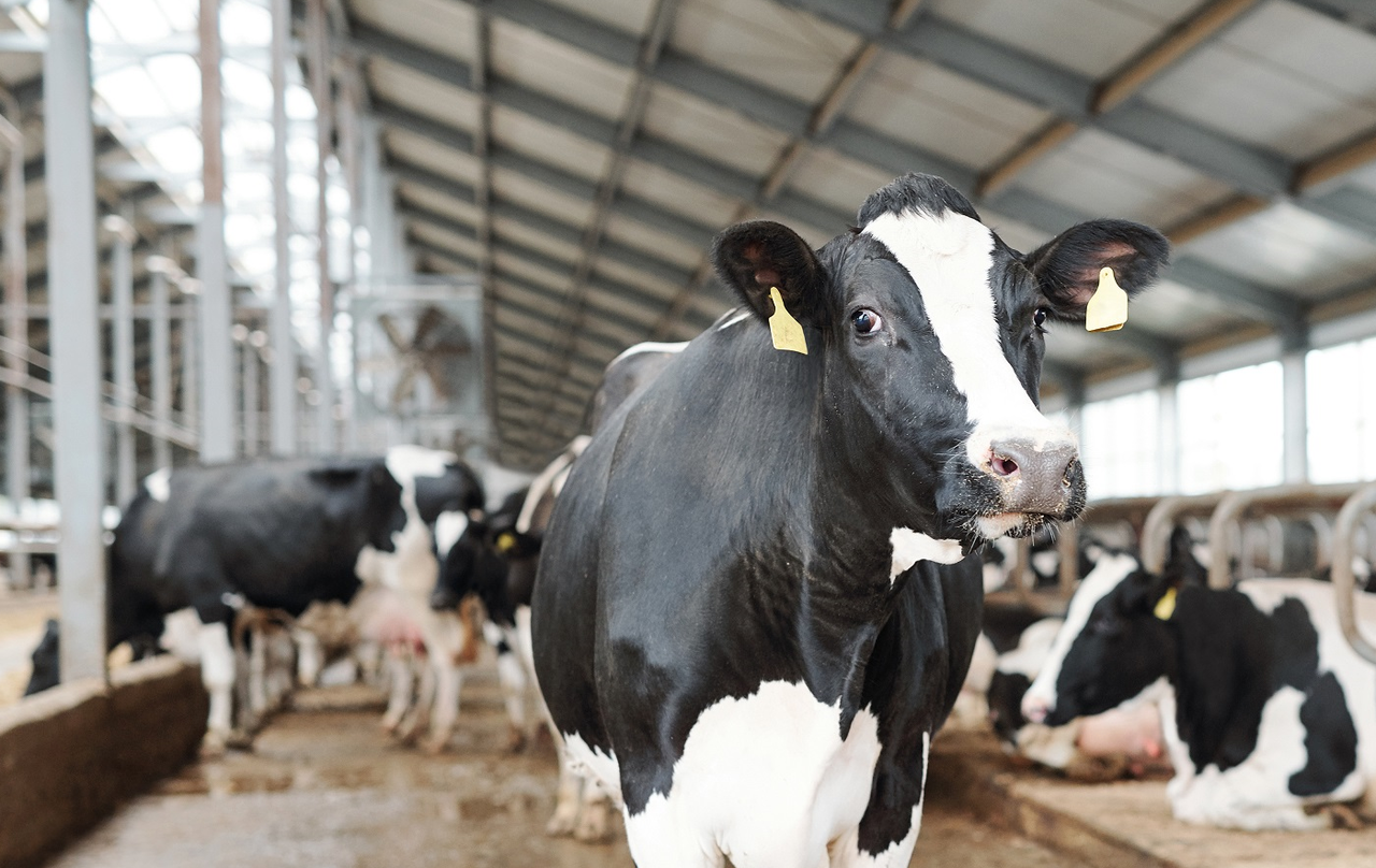 Experts gather to discuss future of dairy cow monitoring