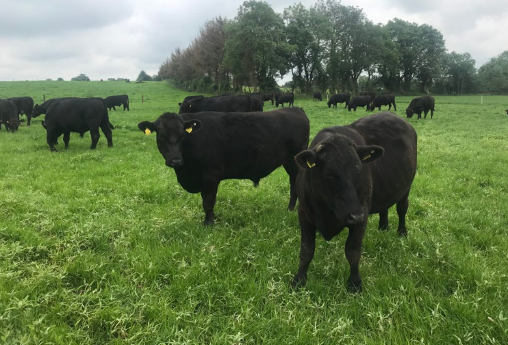 Dale Farm and ABP announce new dairy-beef partnership – ‘Horizon’
