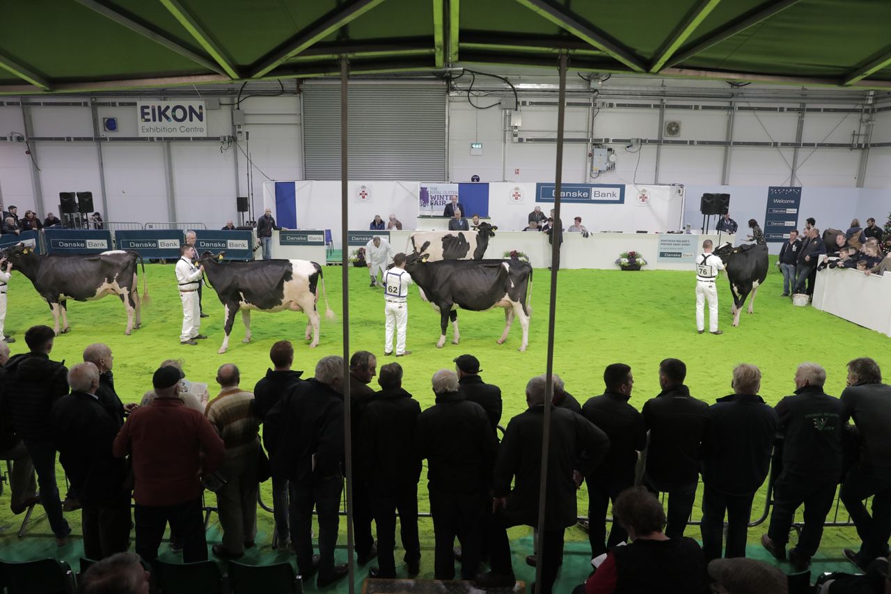 RUAS: ‘No cattle classes” at 2025 Royal Ulster Winter Fair