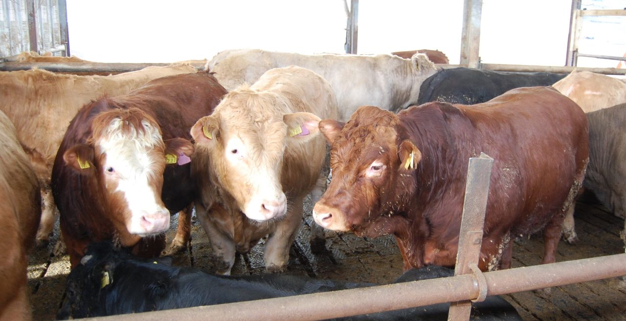 US ‘dangerously close’ to meat shortages as plants close