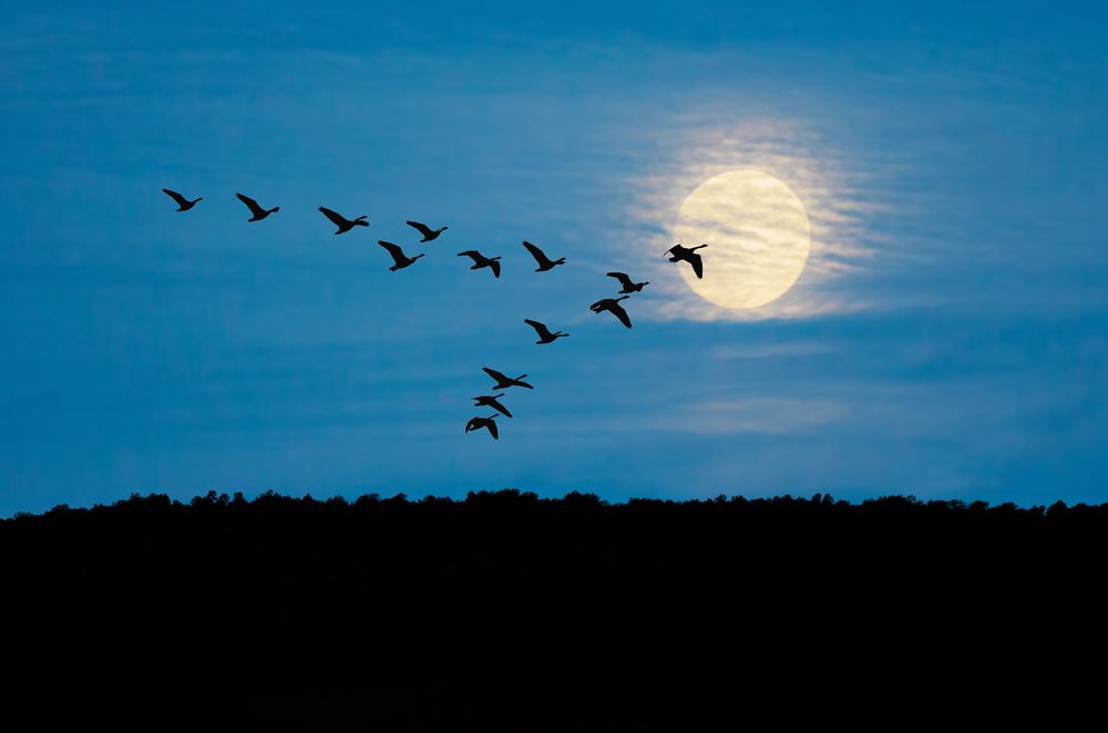 Defra launches interactive map of bird flu mortality in wild birds