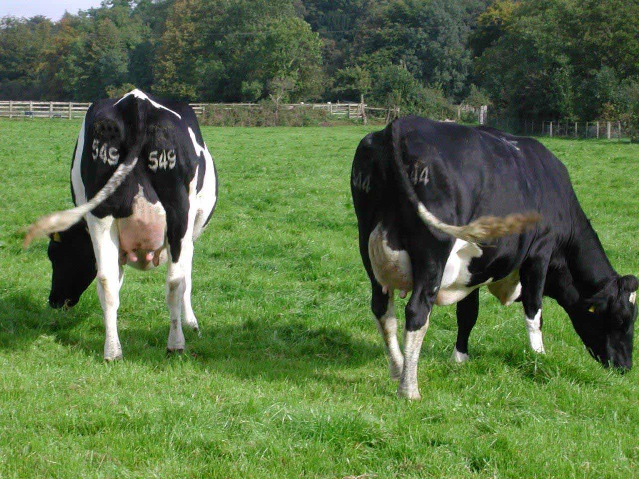 Make sure cows are hungry when you let them out to grass