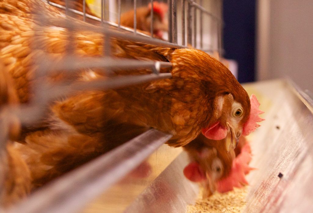 Vaccine shows promise against costly poultry disease