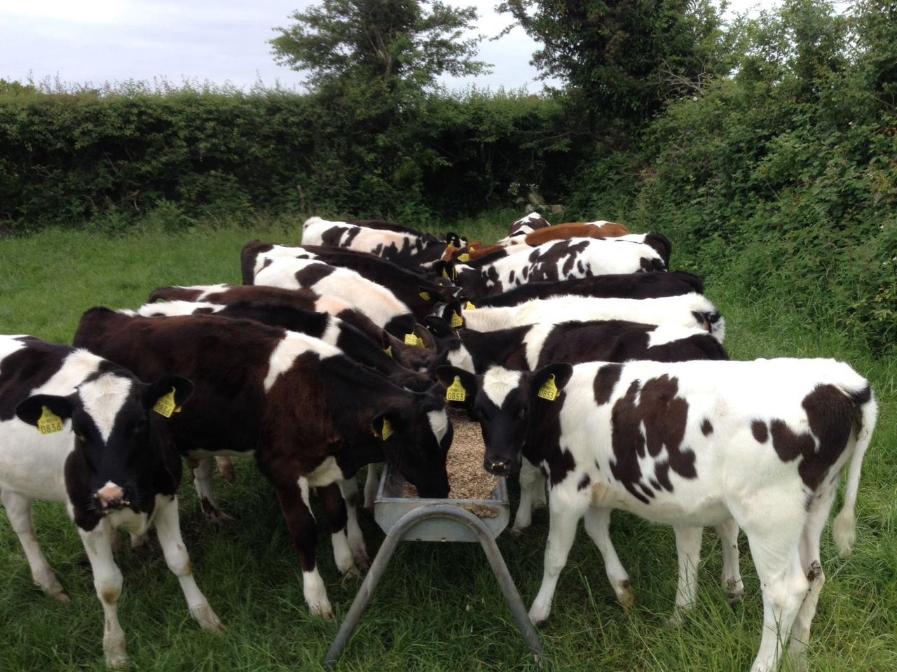 Why dung sampling is important before dosing