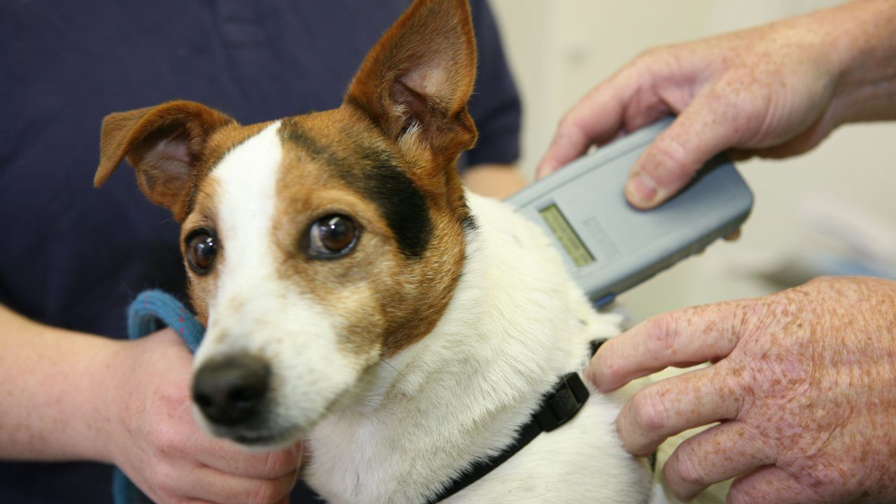 'This is a huge victory for animal welfare' - BVA
