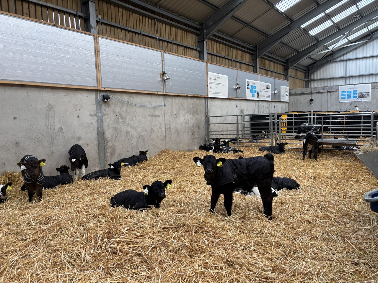 Water availability key to boosting calf health