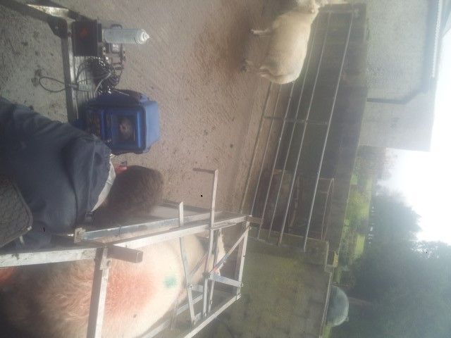 Sheep scanning results confirm high pregnancy rates