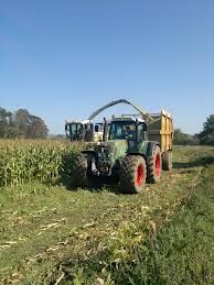 Maize silage, buyer beware