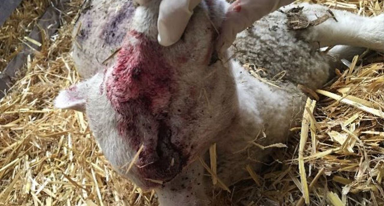 Dog owner convicted after puppy kills lambs