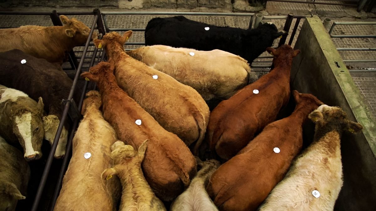 NI farmers warned increase in ‘nomad’ cattle could knock carcase prices