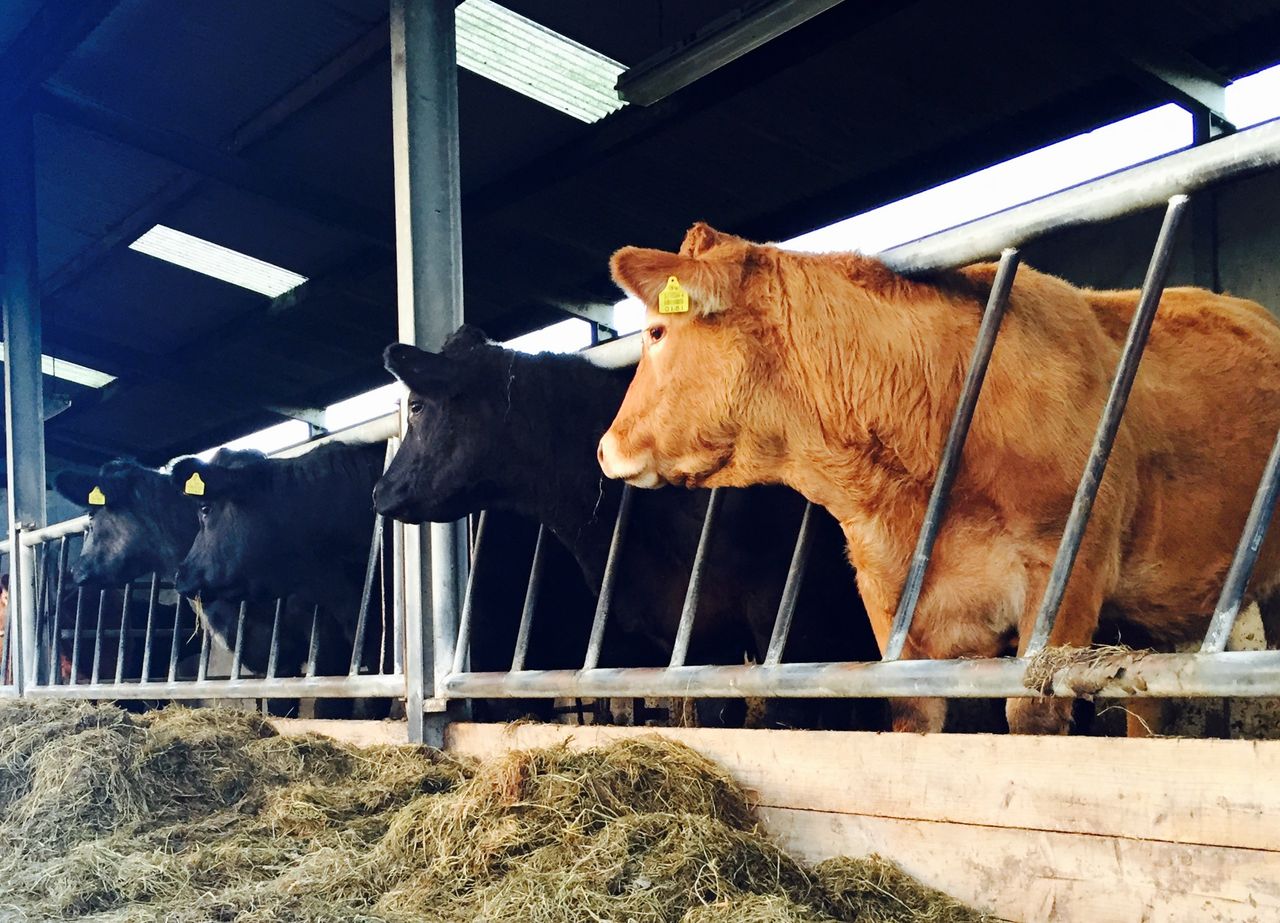 'Realistic wildlife culling policy needed before agreement on TB eradication can be reached'