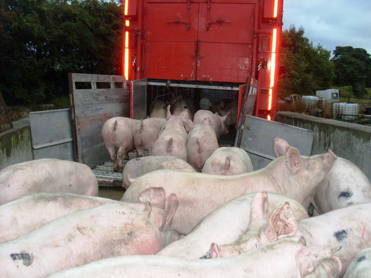 Pork producers hit by weak demand and strong supplies