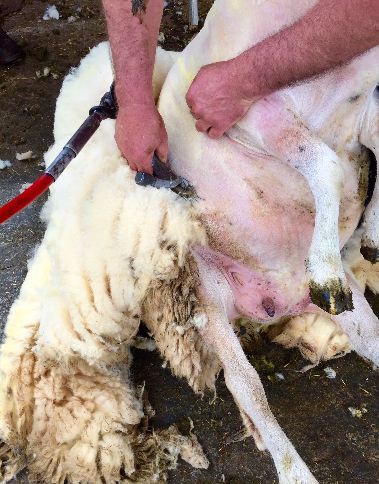 Ulster Wool to pay £8.4m for 2021 clip