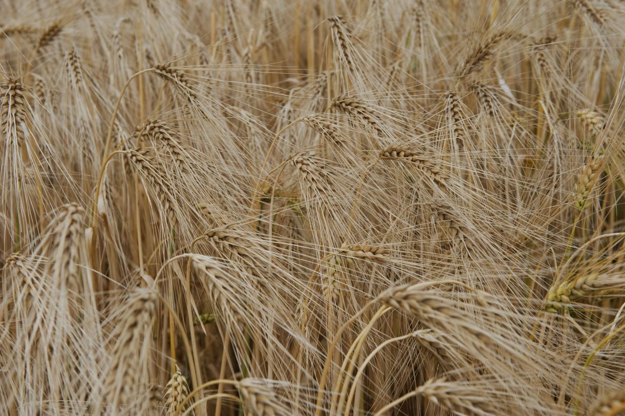 8 things you should know about GMOs in Europe