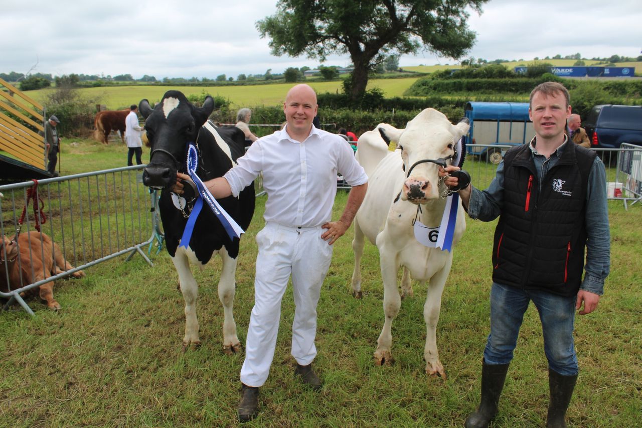 Jersey cow wins dairy inter-breed title at Newry Show