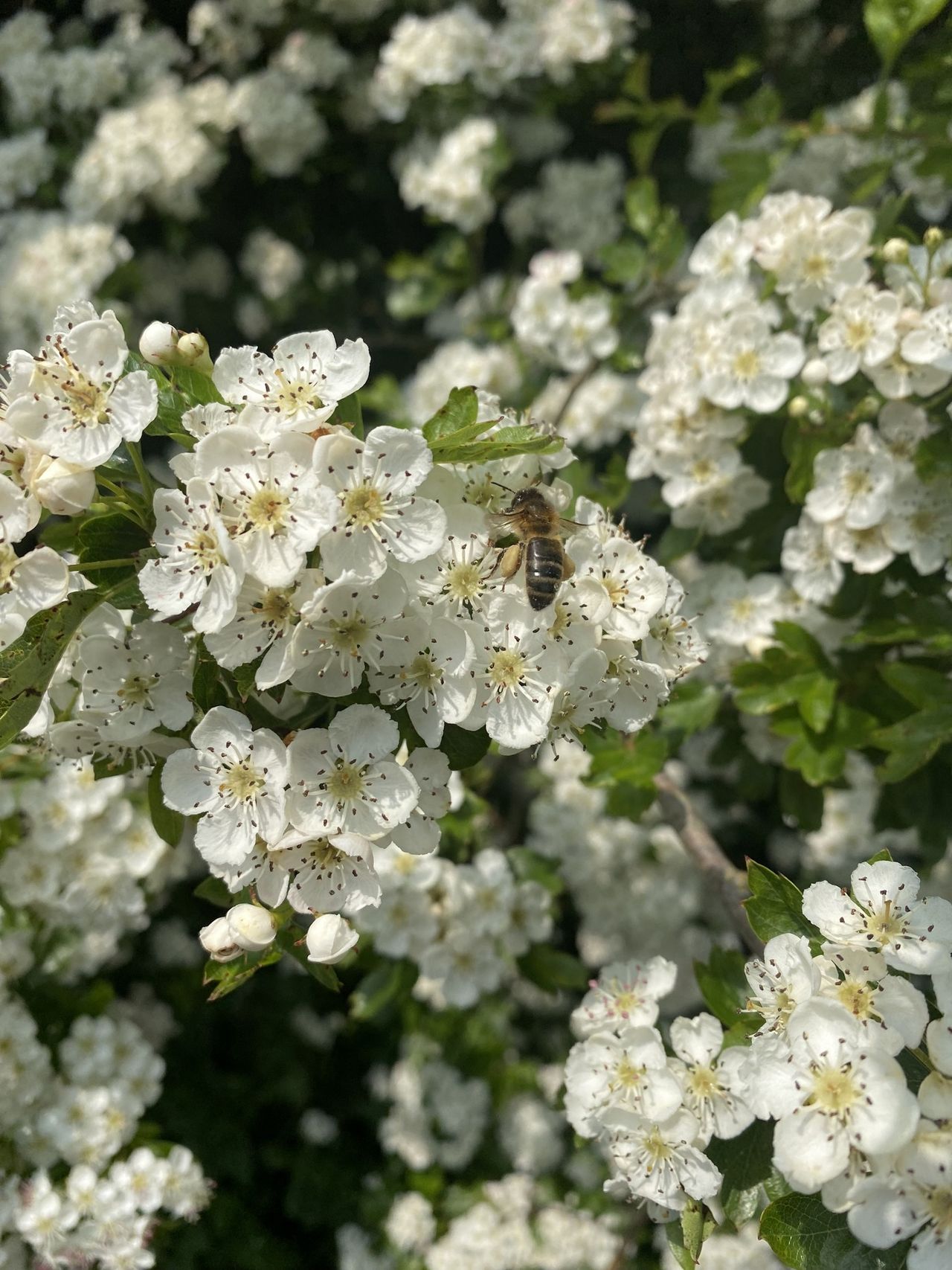 National Hedgerow Week: Celebrate the benefits