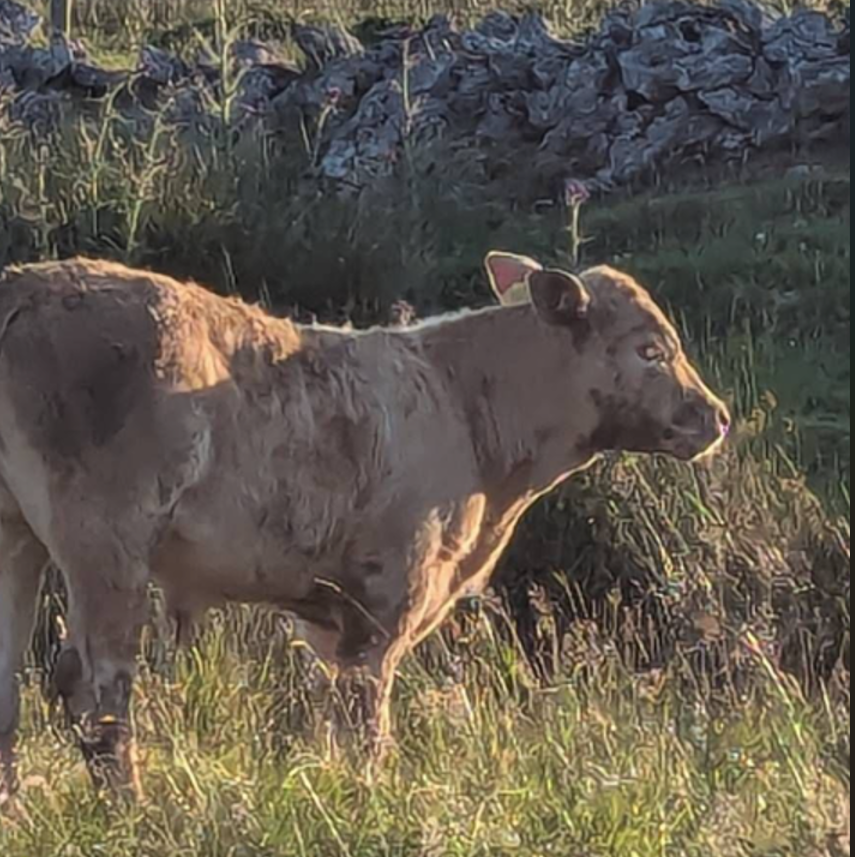 Calf saved in dramatic Fermanagh cave rescue