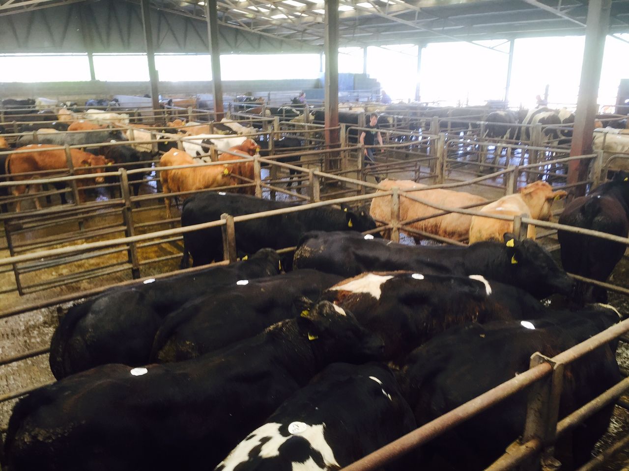 Cattle Marts: Numbers remain steady as quality stock are easily sold