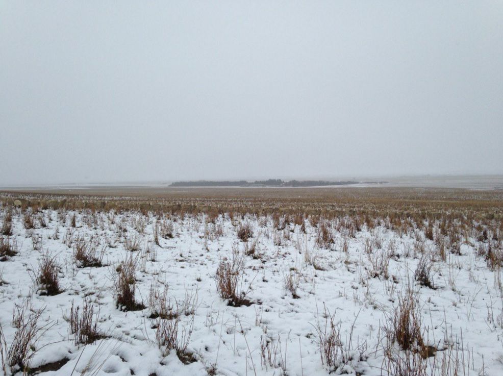 Can you spot the 550 sheep in this photo?