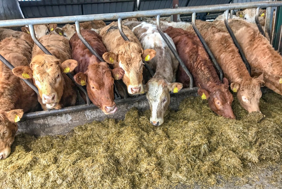 Cow trade takes another setback in Northern Ireland