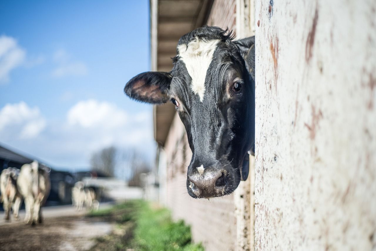 NFU Cymru backs call for change in Wales' TB eradication strategy