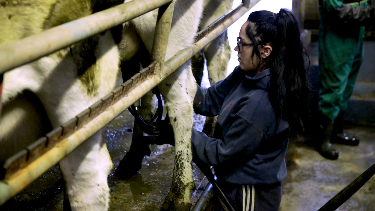 Dairy advice: Getting organised for drying-off cows