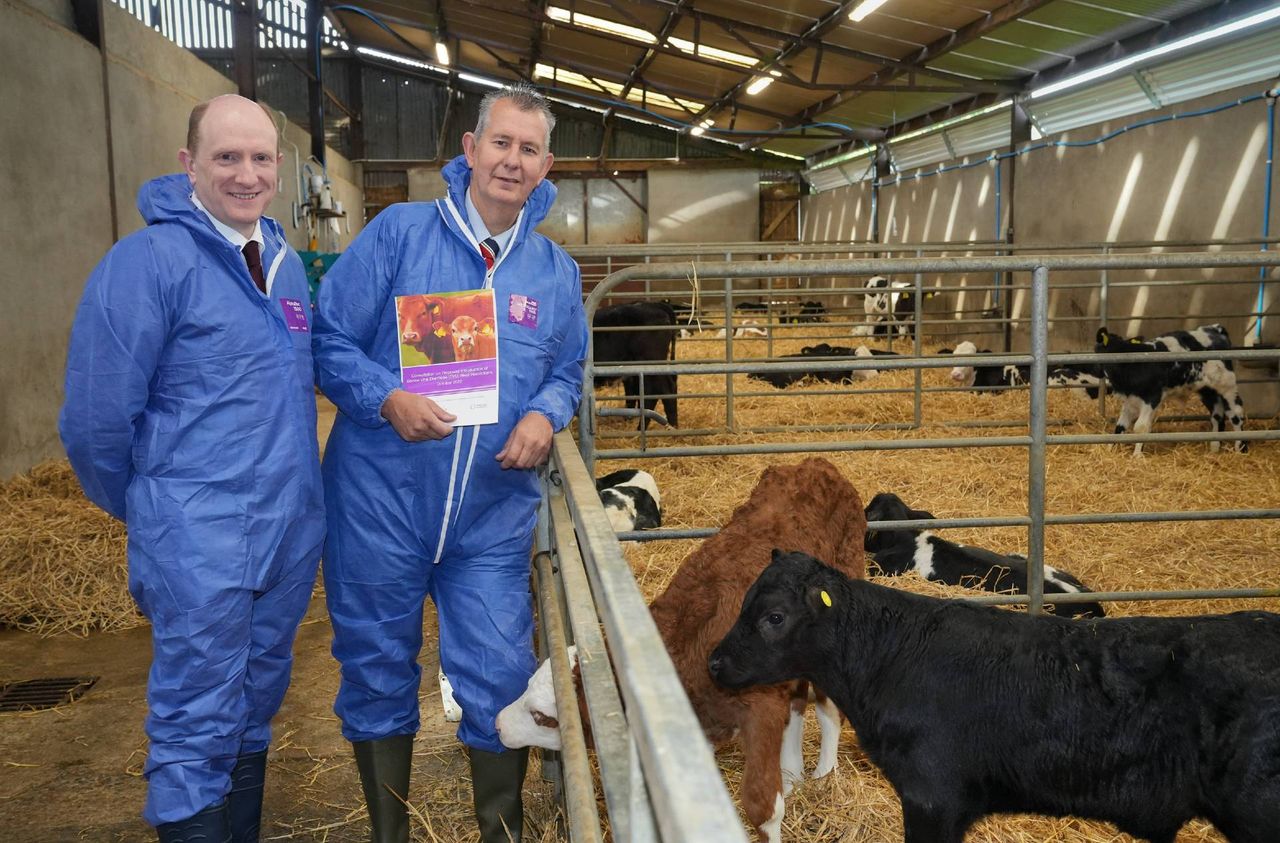 Herd restrictions proposed in NI to support BVD eradication
