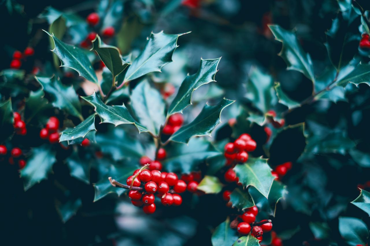Holly wreath or sprig – have yourself a ‘berry’ little Christmas