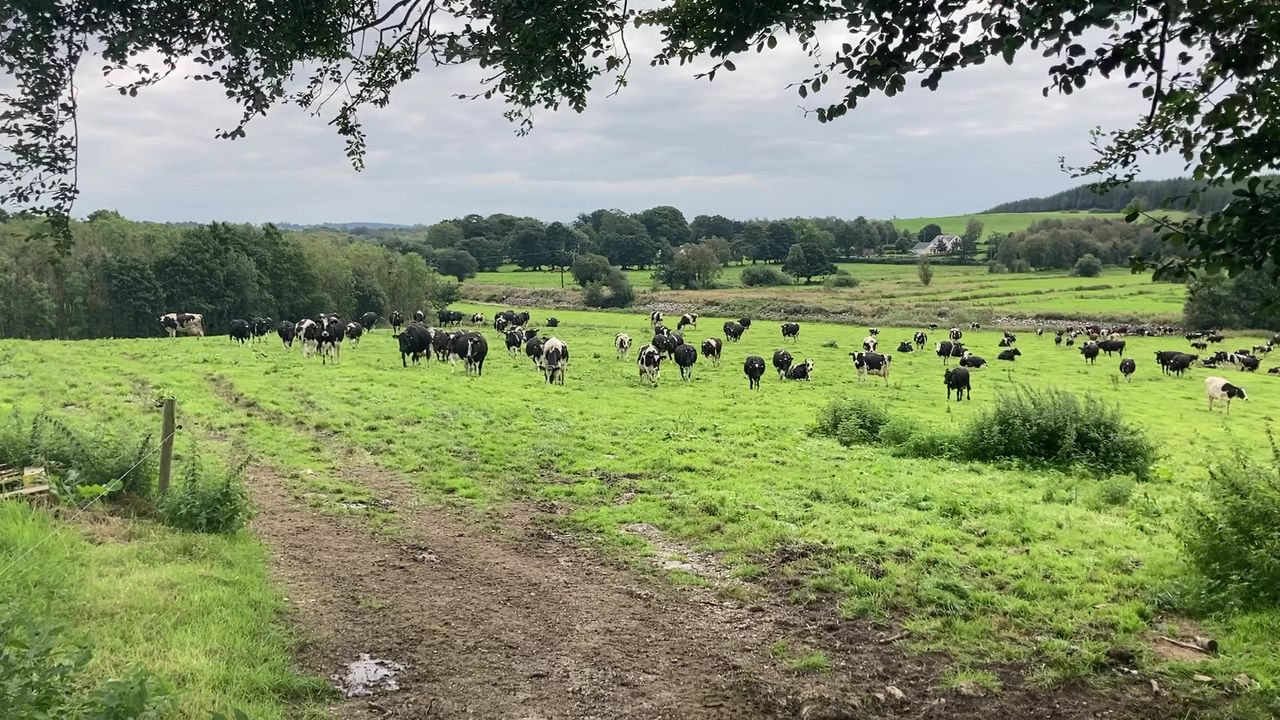 Reducing livestock emissions while improving food security