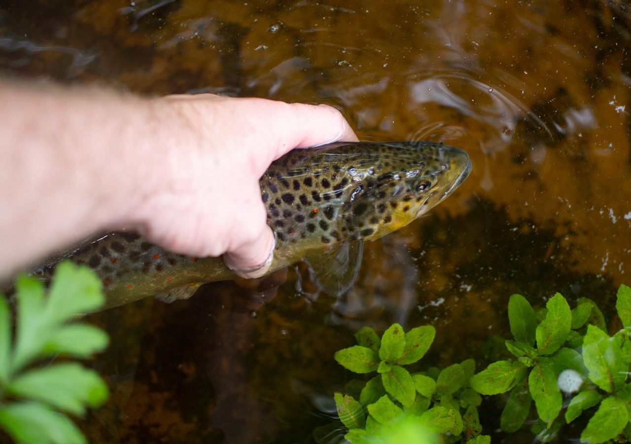 Tyrone river pollution incident believed to have originated on a farm