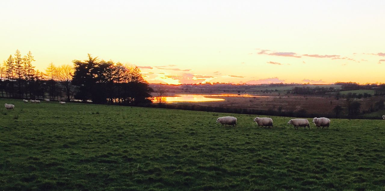 The future of EU farming lies in innovation - MEPs