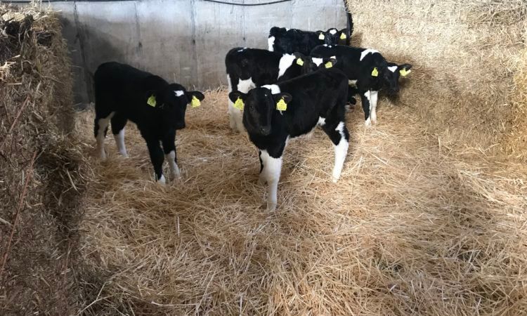 Why is colostrum so important for the newborn calf?