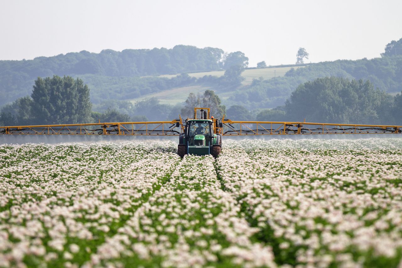 Emergency approval of blight fungicide for organic potatoes