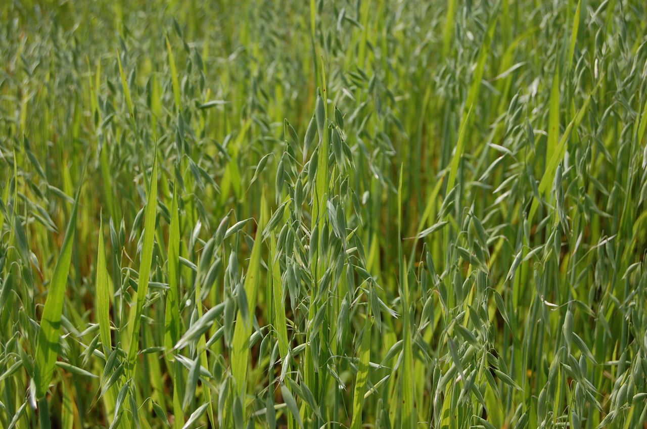 UK farmers have another bumper oat crop