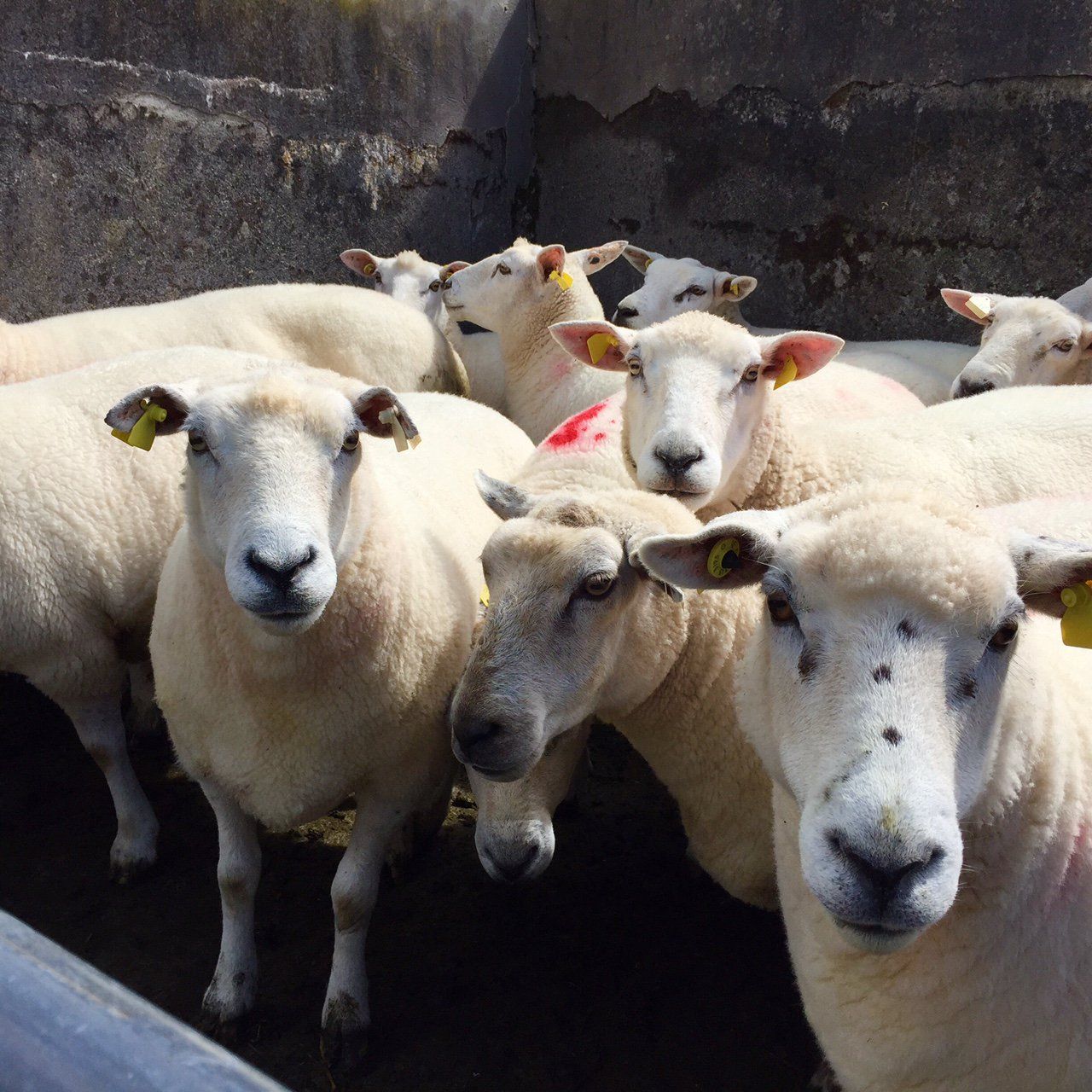Sheep owners urged to take plunge instead of showering