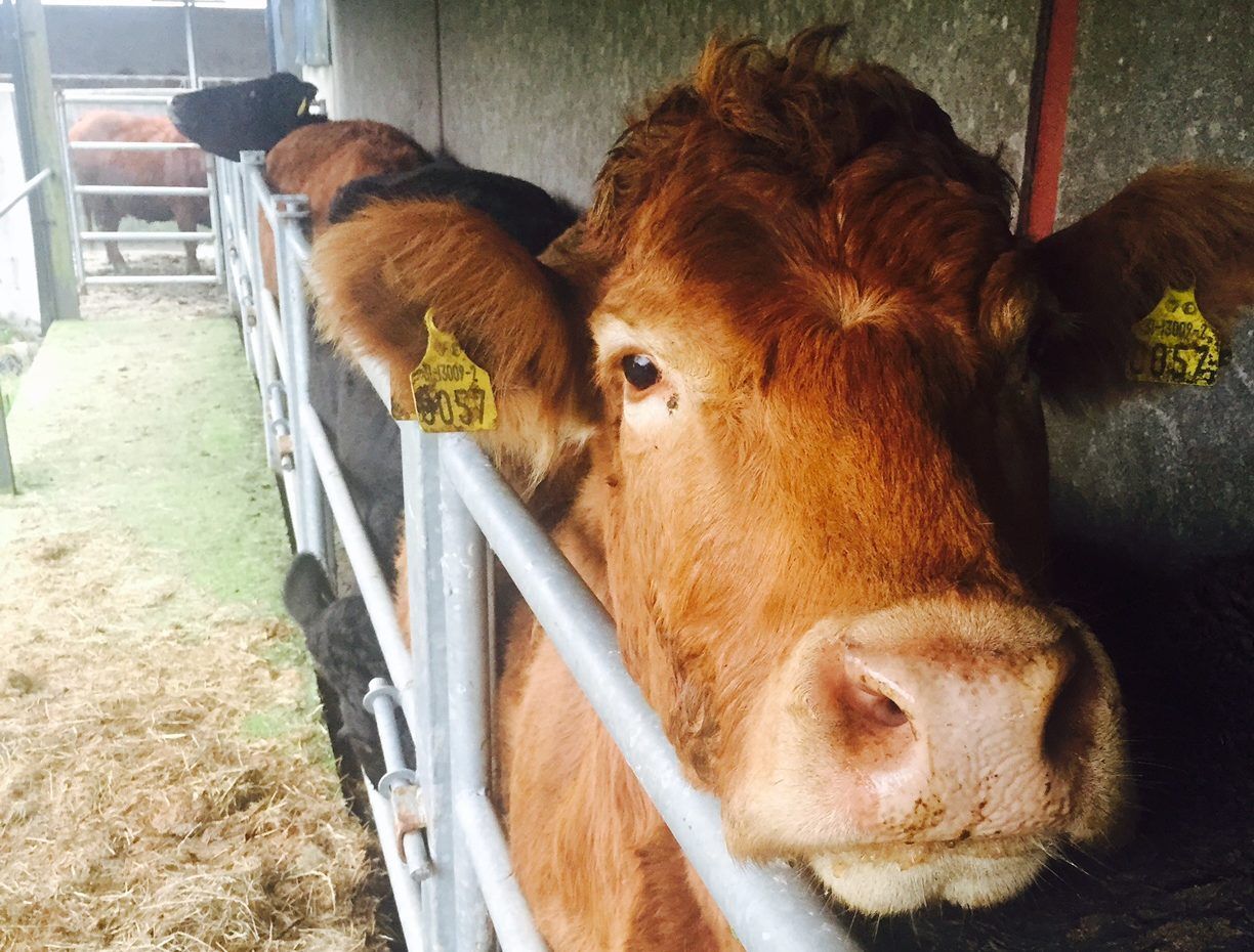 Northern Ireland’s brucellosis compensation rates announced