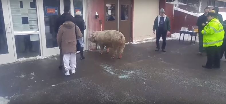 Pig shows up at US polling station - not the first time an animal has turned up unexpectedly!