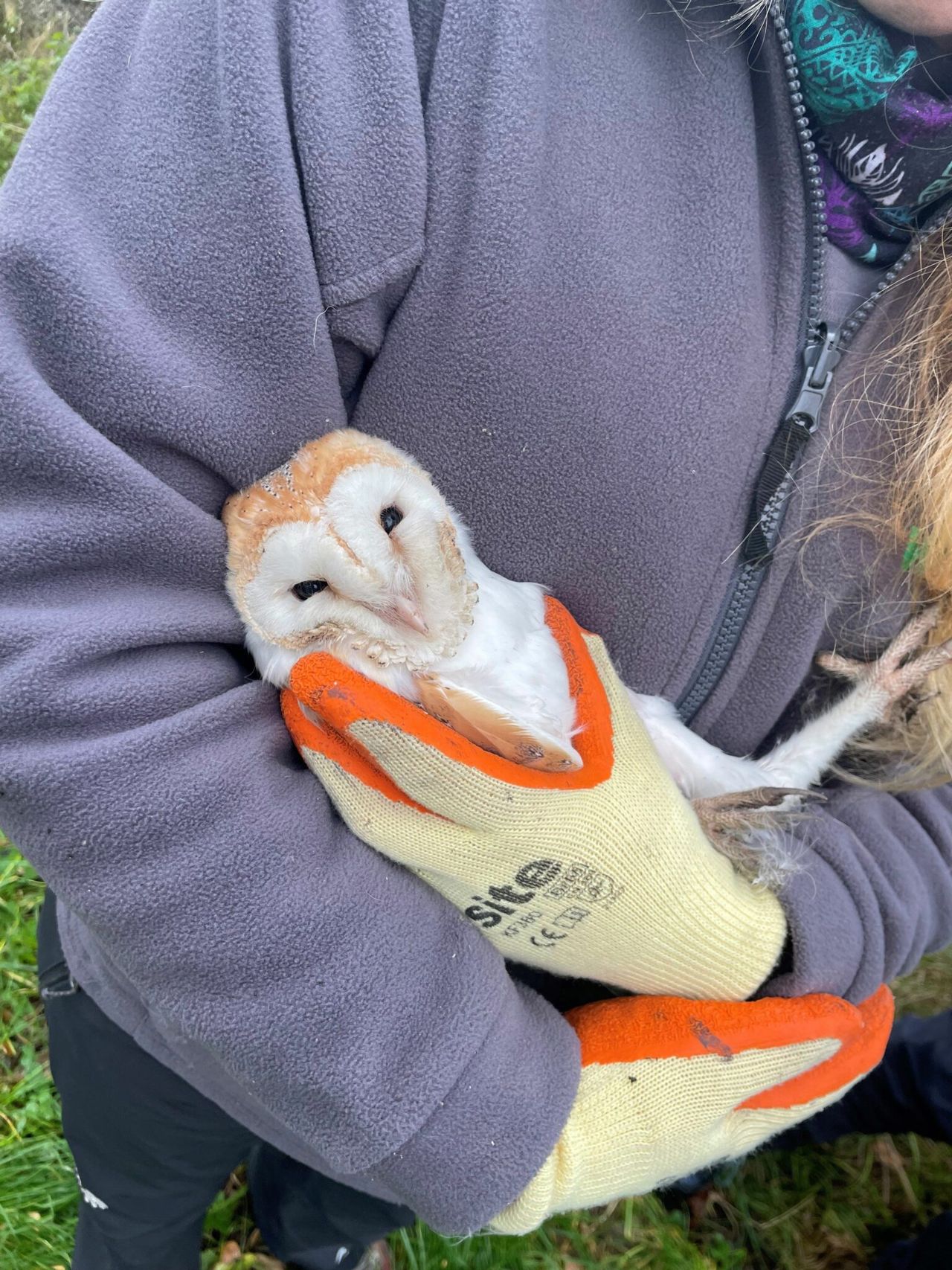 Barn owls in Down defy the odds with surprise winter brood